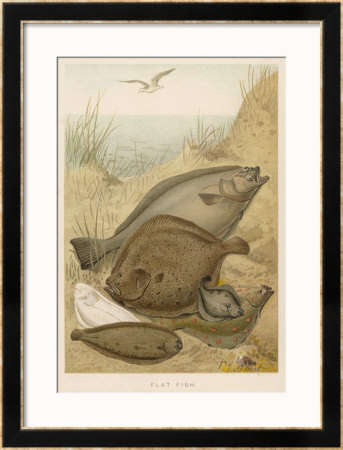 Group Of Mixed Flat Fish: Halibut Turbot Flounder Plaice And Sole by P. J. Smit Pricing Limited Edition Print image