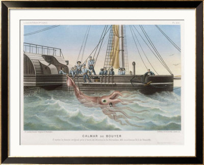 Calmar De Bouyer Giant Squid Caught By The French Vessel Alecto Off Tenerife Canary Islands by E. Rodolphe Pricing Limited Edition Print image