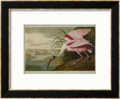 Roseate Spoonbill (Platalea Ajaja) by Henry Thomas Alken Pricing Limited Edition Print image