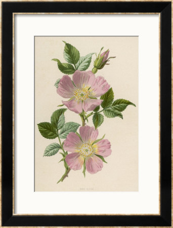 Pink Dog-Rose by F. Edward Hulme Pricing Limited Edition Print image
