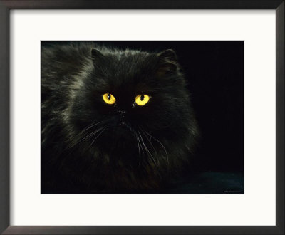 Domestic Cat, Black Persian Female At Night, Yellow Eyes Shining by Jane Burton Pricing Limited Edition Print image