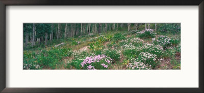 Summer Wildflowers And Aspens, Kebler Pass, Colorado, Usa by Terry Eggers Pricing Limited Edition Print image
