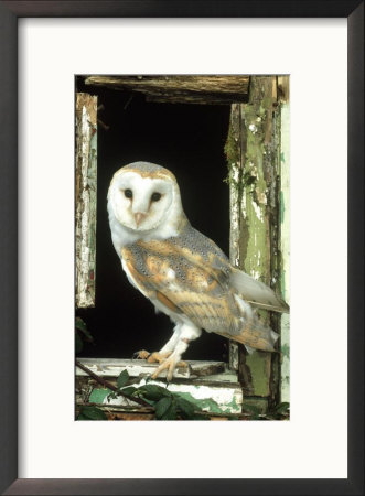 Barn Owl Perched In Old Window Frame, South Yorks by Mark Hamblin Pricing Limited Edition Print image
