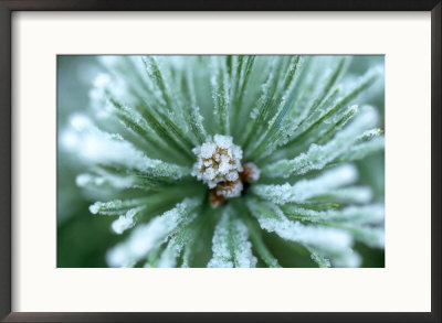 Frost On Scots Pine Needles by Mark Hamblin Pricing Limited Edition Print image