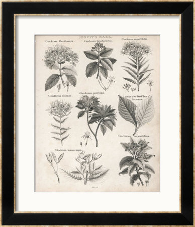 Varieties Of The Cinchona Species by Barlow Pricing Limited Edition Print image