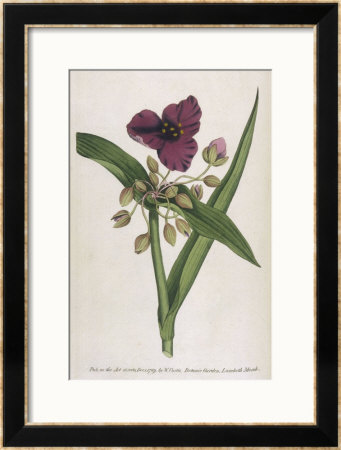 Virginian Tradescantia Or Spiderwort by William Curtis Pricing Limited Edition Print image