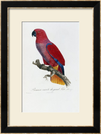 Histoire Naturelle Des Perroquets, Circa 1801-1805 by Francois Levaillant Pricing Limited Edition Print image