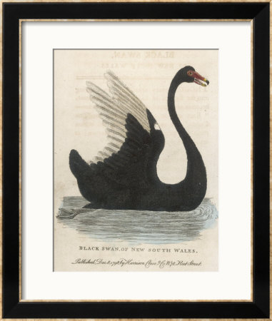 The Black Swan Of New South Wales by Harrison Cluse Pricing Limited Edition Print image