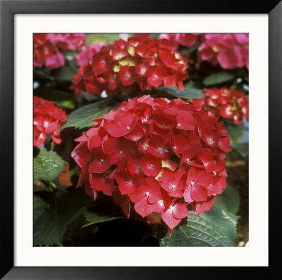 Hydrangea Macrophylla Firelight (Syn H. Leuchtfeuer) by Michele Lamontagne Pricing Limited Edition Print image