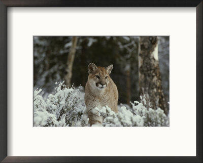 Mountain Lion In A Snowy Landscape by Jim And Jamie Dutcher Pricing Limited Edition Print image