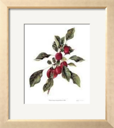 Crabapple Branch by Pamela Stagg Pricing Limited Edition Print image