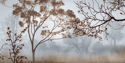 Early Morning Mist Ii by John Seba Pricing Limited Edition Print image