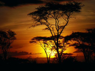 Sunset Through Trees, Masai Mara National Reserve, Kenya by Frank Carter Pricing Limited Edition Print image