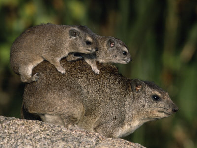 Baby Rock Hyrax Climbing On Mother's Back, Serengeti National Park, Tanzania by Anup Shah Pricing Limited Edition Print image