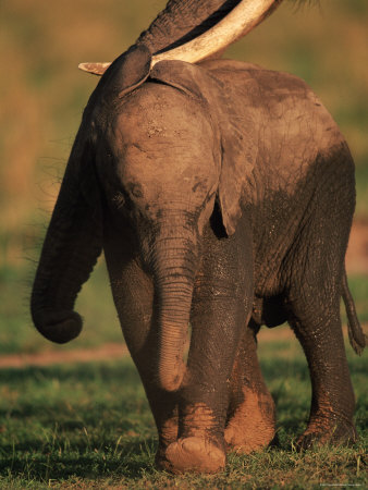 Baby African Elephant Walking With Adult, Masai Mara, Kenya by Anup Shah Pricing Limited Edition Print image