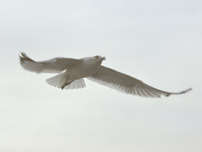 Seagull Flying With Wings Spread Wide by Oote Boe Pricing Limited Edition Print image