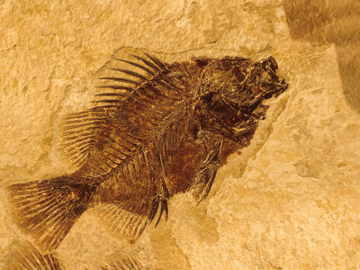 Fish Fossil In Rock by David R. Frazier Pricing Limited Edition Print image