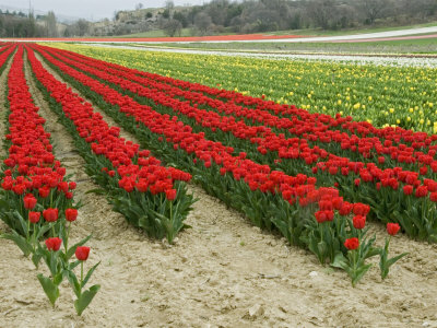 Horizontal View Of A Bright Red Tulip Field In Provence, France by Stephen Sharnoff Pricing Limited Edition Print image