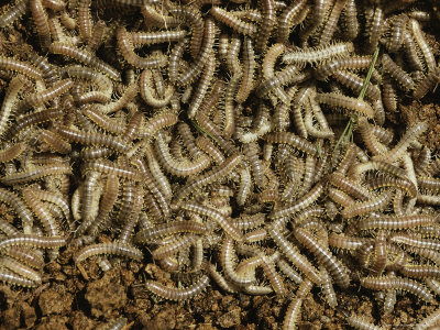 Massed Millipedes, Oregon by Stephen Sharnoff Pricing Limited Edition Print image