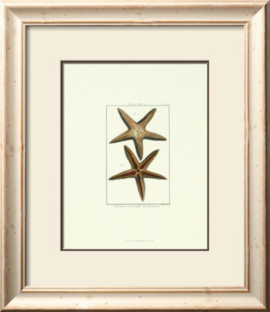 Starfish Iii by Daniel Diderot Pricing Limited Edition Print image