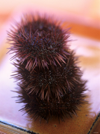 Three Sea Urchins by Bernhard Winkelmann Pricing Limited Edition Print image