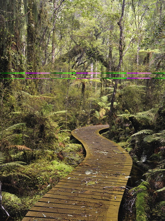 Walkway Through Swamp Forest, Ships Creek, West Coast, South Island, New Zealand, Pacific by Jochen Schlenker Pricing Limited Edition Print image