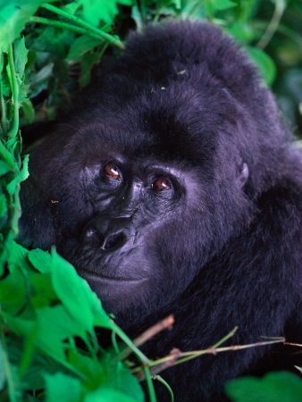 Silverback Mountain Gorilla, Uganda by Ralph Reinhold Pricing Limited Edition Print image
