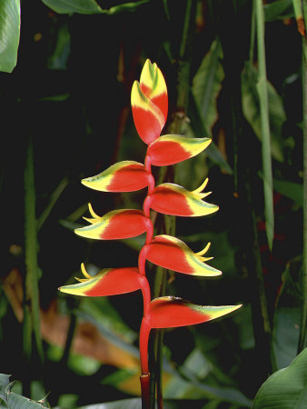 Heliconia Psittacorum (Parrot's Flower) February Singapore by Rex Butcher Pricing Limited Edition Print image