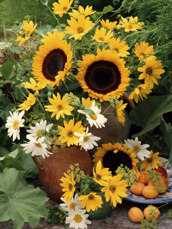 Outdoor Still Life Helianthus, Coreopsis, Daisy In Jar, Apricots On Plate by Erika Craddock Pricing Limited Edition Print image