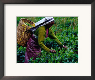 Worker Picking Tea Bushes, Nuwara Eliya, Sri Lanka by Richard I'anson Pricing Limited Edition Print image