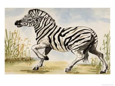 Zebra Gallop July And Gouache by Cynthia Hayward Pricing Limited Edition Print image