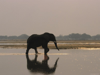 A Silhouetted African Elephant Walking In Water by Beverly Joubert Pricing Limited Edition Print image