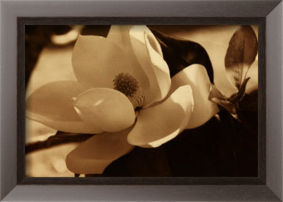 Spring Magnolia I by Dennis Kelly Pricing Limited Edition Print image