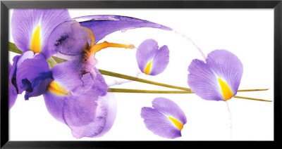 Lucid Iris I by S & R Rasheed Pricing Limited Edition Print image