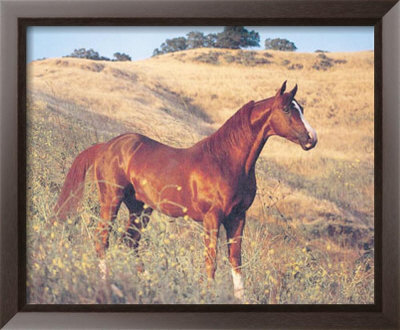 Brown Horse In Field by Ron Kimball Pricing Limited Edition Print image