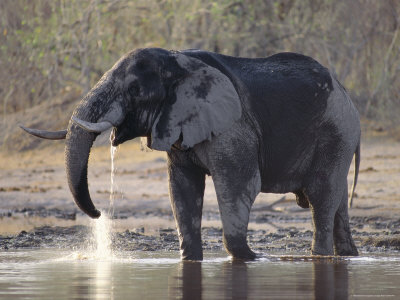 African Elephant Bull Drinking In The Chobe River by Beverly Joubert Pricing Limited Edition Print image