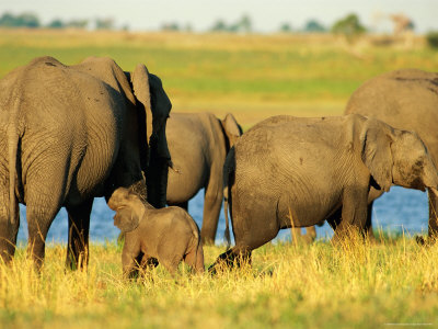 Young African Elephant Calf Getting Suckled By Its Mother by Beverly Joubert Pricing Limited Edition Print image