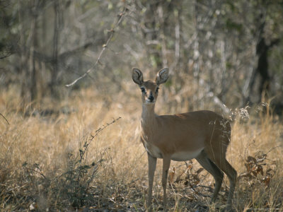 An Alert Steenbuck by Beverly Joubert Pricing Limited Edition Print image