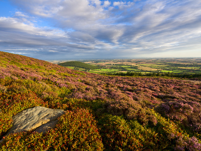 Heather And Bilberries Along The Cleveland Way At Little Bonny Cliff, Above Whorl Hill On The North by Lizzie Shepherd Pricing Limited Edition Print image