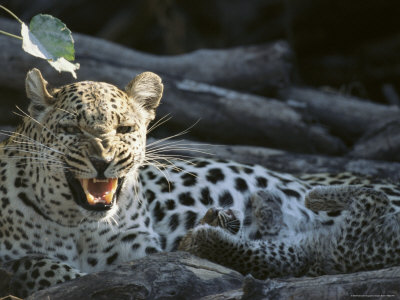 A Female Leopard, Panthera Pardus, With Cubs Snarls At The Camera by Beverly Joubert Pricing Limited Edition Print image