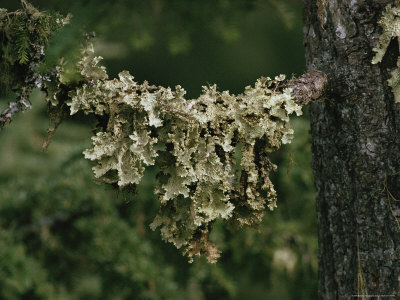 Close View Of Cabbage Lungwort Lichens Hanging From A Tree Branch by Stephen Sharnoff Pricing Limited Edition Print image