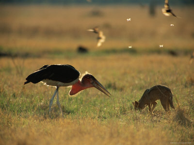 Jackal And Marabou Stork Foraging In The Grass by Beverly Joubert Pricing Limited Edition Print image