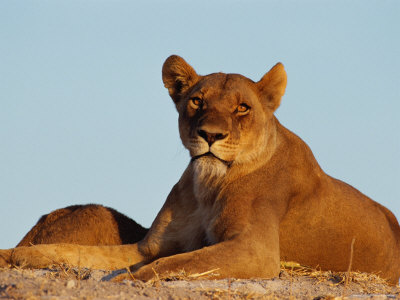 A Female African Lion Relaxes In The Sun by Beverly Joubert Pricing Limited Edition Print image