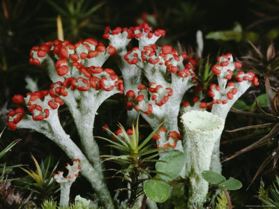 Close View Of British Soldier Lichens by Stephen Sharnoff Pricing Limited Edition Print image