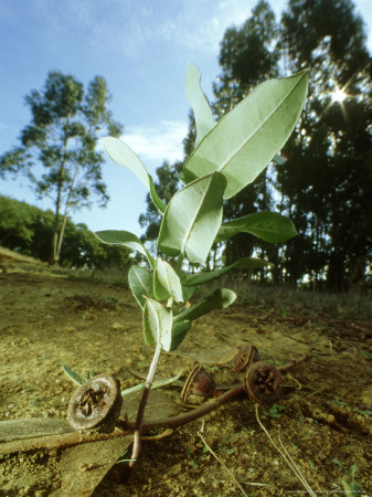 Cider Gum, Young Plant And Fruits, Portugal by Paulo De Oliveira Pricing Limited Edition Print image