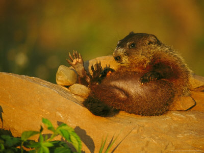 Groundhog by Brian Kenney Pricing Limited Edition Print image