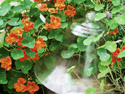 Tropaeolum Majus & Bell Jar by Linda Burgess Pricing Limited Edition Print image