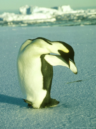 Emperor Penguin, Preening, Antarctica by Ben Osborne Pricing Limited Edition Print image