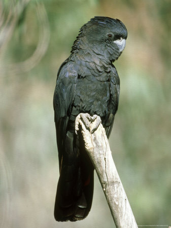 Red-Tailed Black Cockatoo, Australia by Patricio Robles Gil Pricing Limited Edition Print image