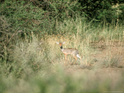 Salts Dik-Dik, Standing, Ethiopia by Patricio Robles Gil Pricing Limited Edition Print image